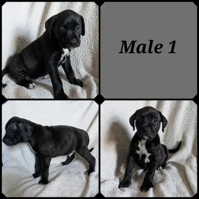 3 American Bulldogs left !, View more