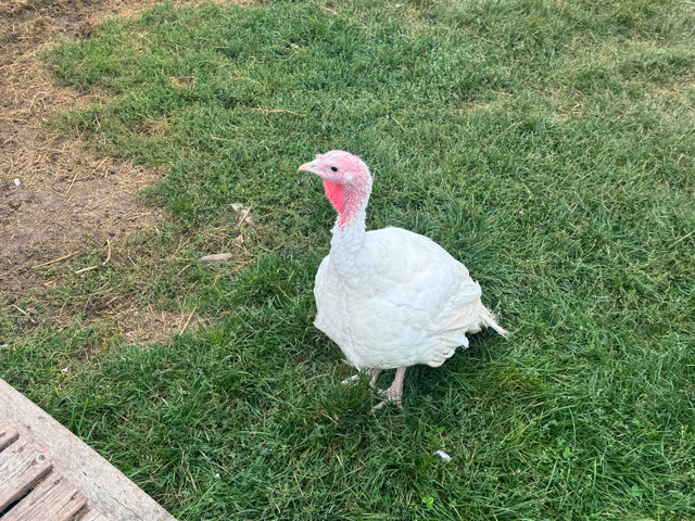 Turkeys in Livestock in Hamilton - Image 4