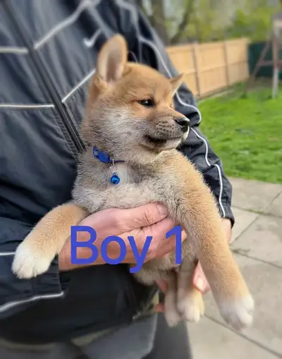 Shiba Inu puppies ready to new home!, View more