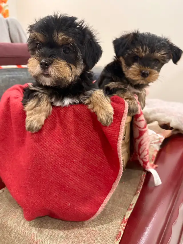 2 Yorkie/Biewer Pups Ready to Go in Dogs & Puppies for Rehoming in Markham / York Region - Image 6