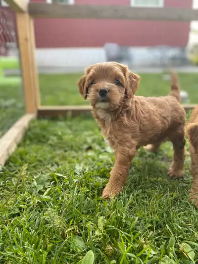 We are delighted to introduce our F1B Cockapoo puppies, each possessing unique markings and adorable...