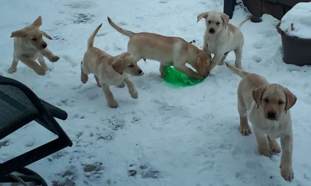 CKC Reg LAB RETRIEVER PUPS, Purebred   Yellow and Black in Dogs & Puppies for Rehoming in Markham / York Region - Image 5