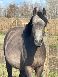 Straight Egyptian arabian gelding 