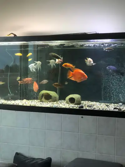 hi selling large aquarium with all fish, View more