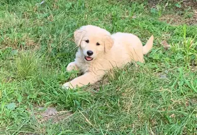chiot golden retriever prêt a partir, View more