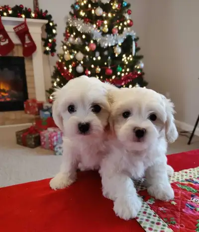 Maltese Shihtzu puppies, View more