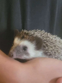 1 year old Male Hedgehog