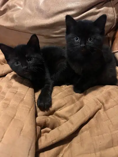  Adorable Kittens Ready to Go, View more