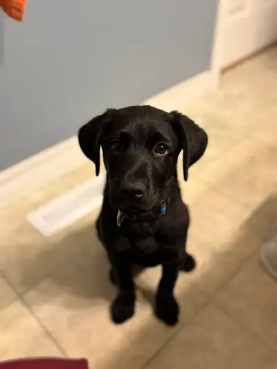 Puppy For Sale Black lab / Shepard mix , View more