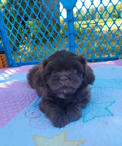 Bichon Shih Tzu Puppies, View more