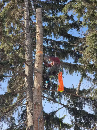 TREE REMOVALS CALGARY + surrounding areas, View more