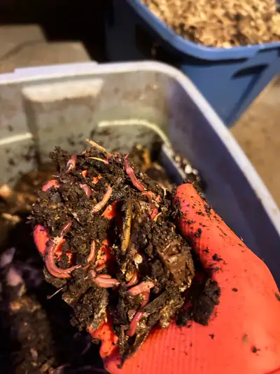 Feeder Worms, prices listed in description. , View more
