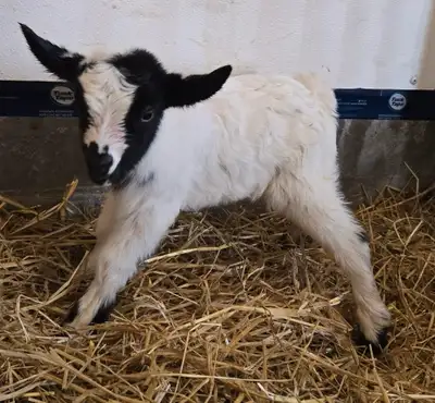 Myotonic (Fainting) Goat bucklings/wethers, View more