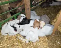 **Bottle Baby Goats**