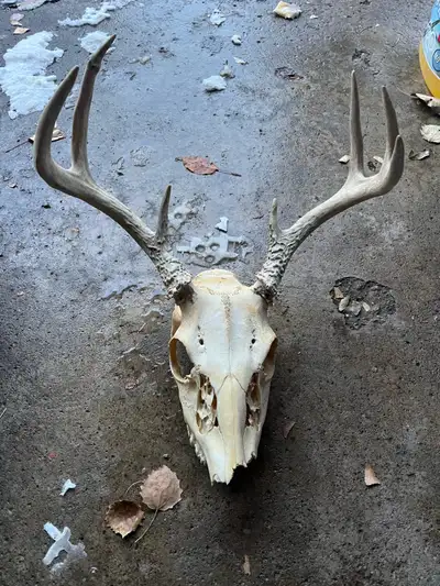 Deer Antler Skull Mount, View more