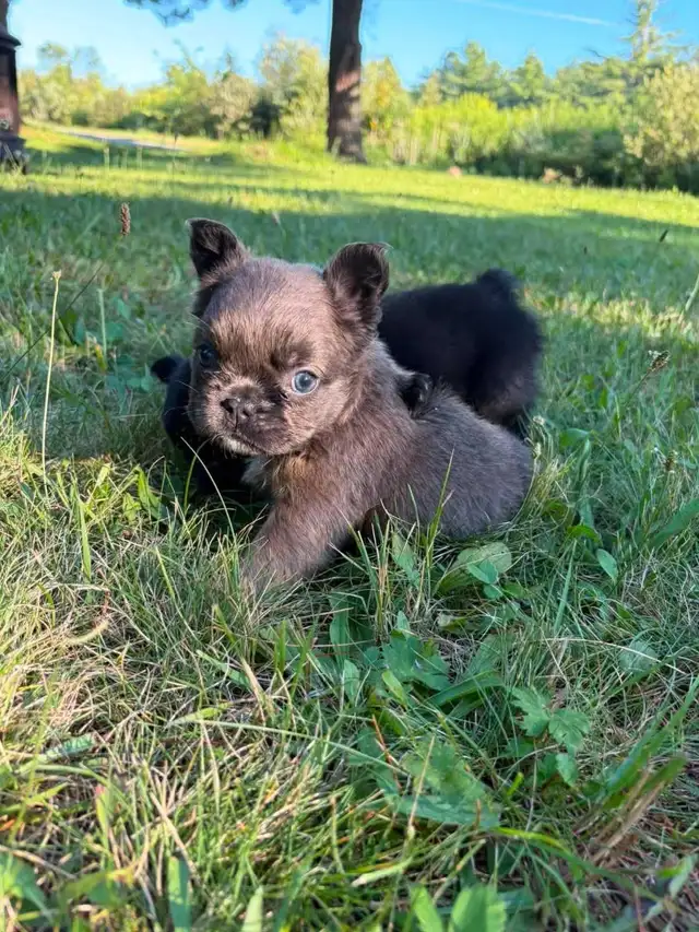 French bulldog puppy *price reduction * in Dogs & Puppies for Rehoming in City of Toronto - Image 7