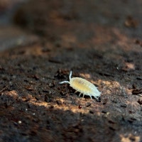 Trichorhina Tomentosa “Dwarf White” Isopods Victoria British Columbia Preview