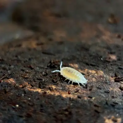 Trichorhina Tomentosa “Dwarf White” Isopods, View more