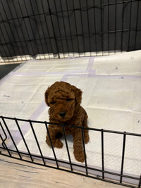 One red female toy poodle puppy is available.