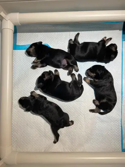 Minuature Schnauzer Puppies, View more
