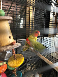 2 beautiful male lovebirds with cage and accessories 