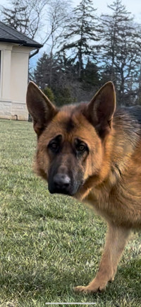 German Shepherd CKC Registered, Trained 