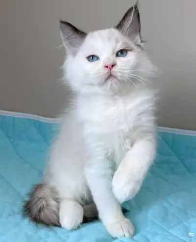 TICA Registered Championship Bloodline Ragdoll kitten Available, View more