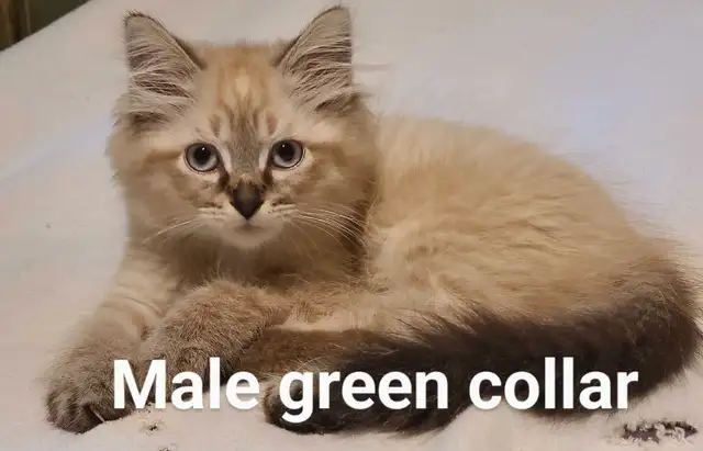 ADORABLE NEVA MASQUERADE SIBERIAN KITTENS