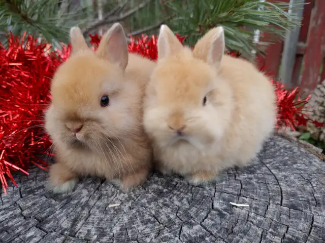 EXTRAORDINARY NETHERLAND DWARF, LIONHEAD, MINI REX, HOLLAND LOP in Small Animals for Rehoming in Ottawa - Image 7
