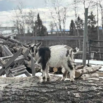 Two bucklings one doeling, lots of moonspots on these three Nigerian dwarf bottle kids. Good on the...