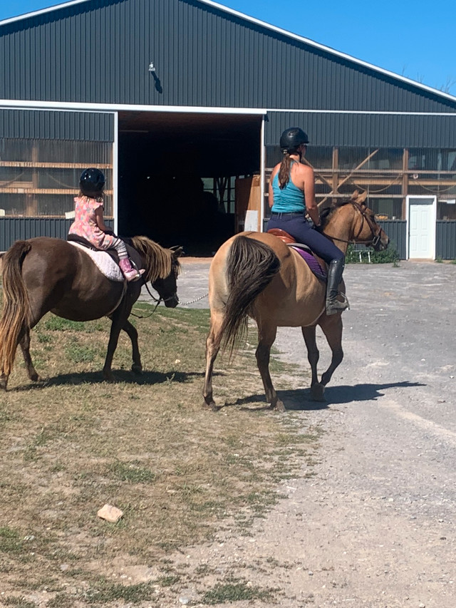 Horseback riding lessons in Equestrian & Livestock Accessories in Peterborough