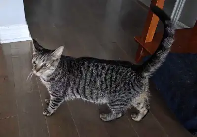 Two Loving Cats for Adoption – $250 Each, View more