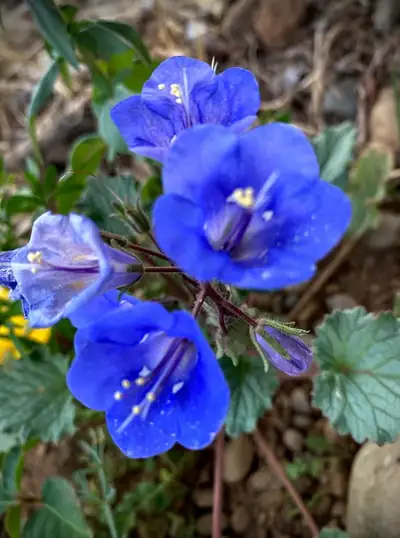 California BlueBell When to Plant California Bluebell Seeds Direct sow outdoors 2-4 weeks before the...
