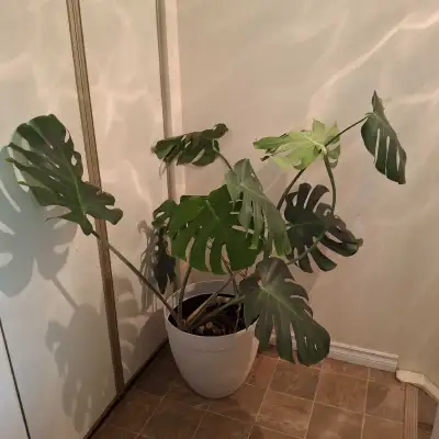 Monstera Deliciosa, View more