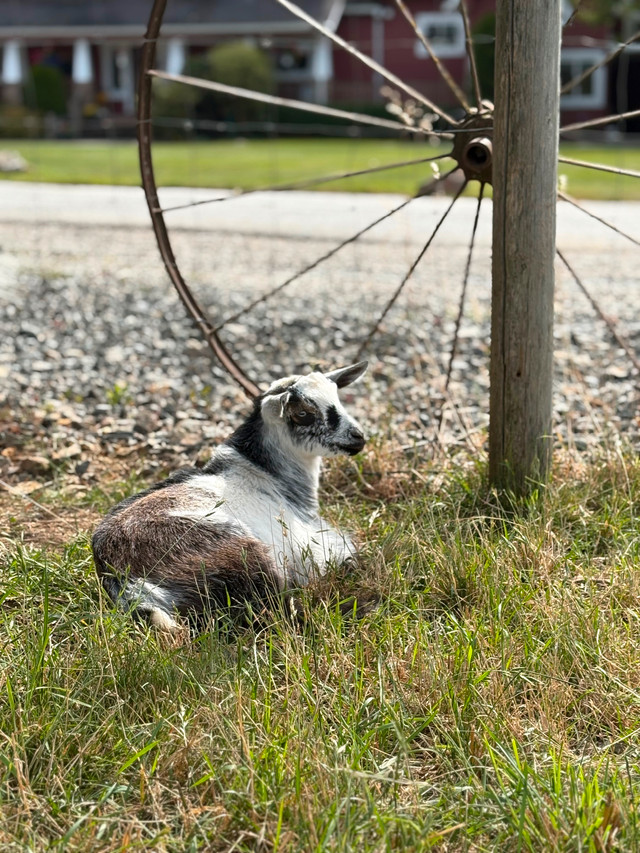 Nigerian Dwarf Goat Wethers in Livestock in Chilliwack - Image 4