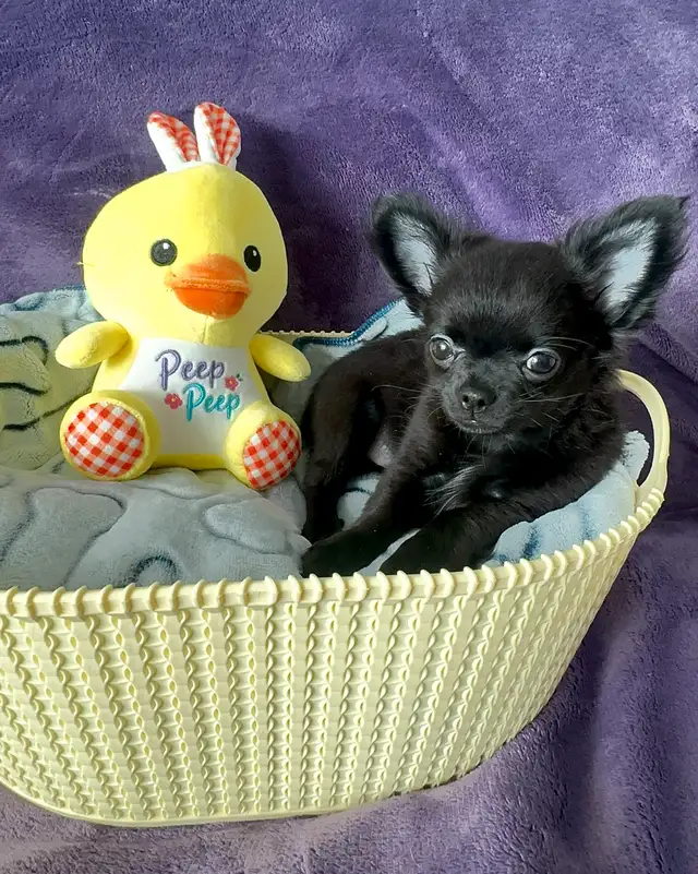 EASTER SALE ~ SUPER TINY CHIHUAHUA PUPPY in Dogs & Puppies for Rehoming in City of Toronto - Image 8