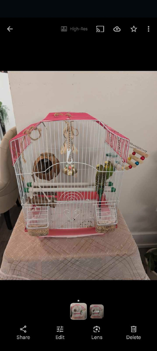 Pire of budgie with cage ,food and toys  ONLY 90$ in Animal & Pet Services in Mississauga / Peel Region - Image 3