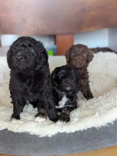 Aussiedoodle puppies, View more