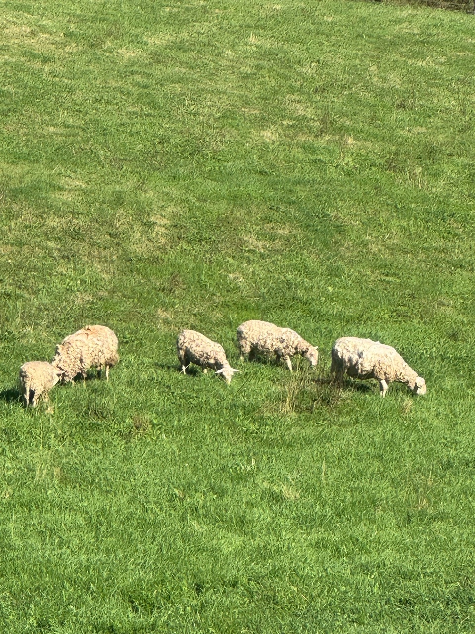 katahdin sheep and Katahdin/dorset and Nigerian dwarf goats | Livestock ...