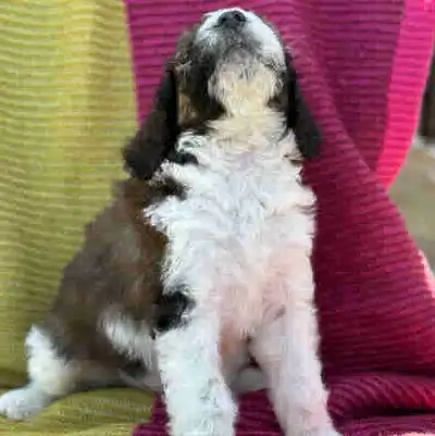 Puppies Pictured are available, View more