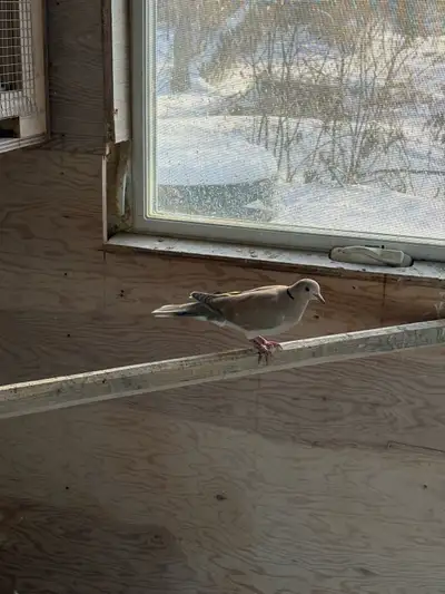 Ring necked doves , View more