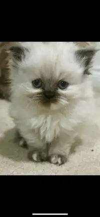 Persian Himalayan kittens 