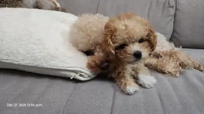 Only The Girl Left. Purebred Toy Poodle Puppy, View more