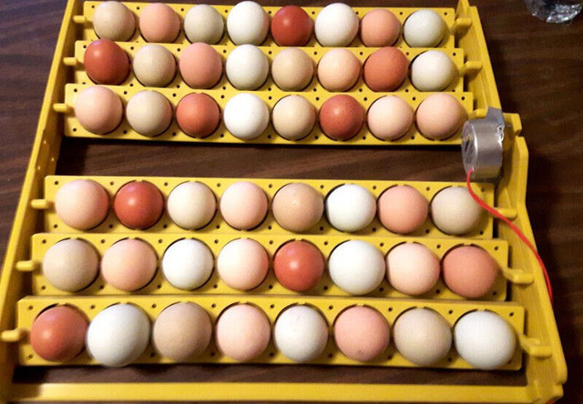Incubator and eggs dans Animaux de ferme  à Ville de Montréal - Image 2