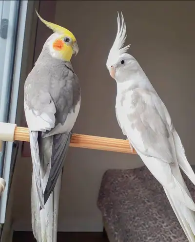 Rehoming any Birds in Need, View more