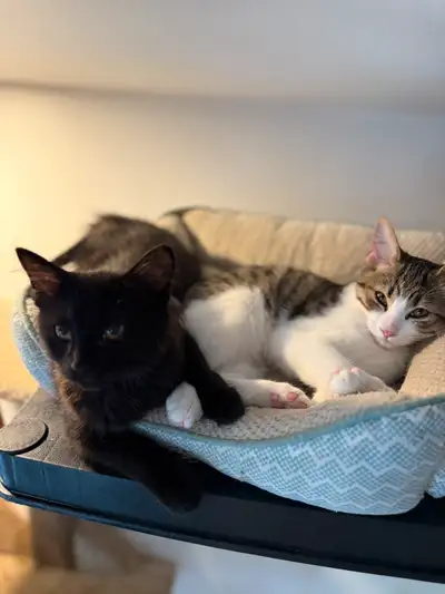 chaton prêt pour adoptions , View more