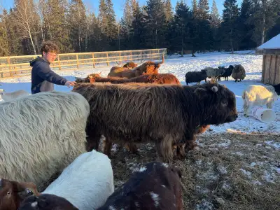 Highland bulls , View more