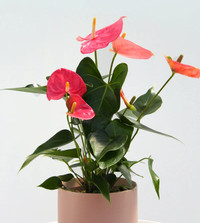 2 Healthy Pink Anthurium  Plants (Flamingo Flower)