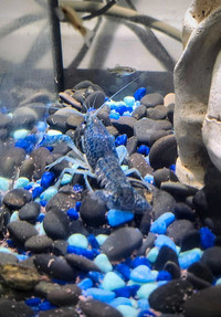 Blue crayfish 