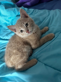  Kitten for sale 